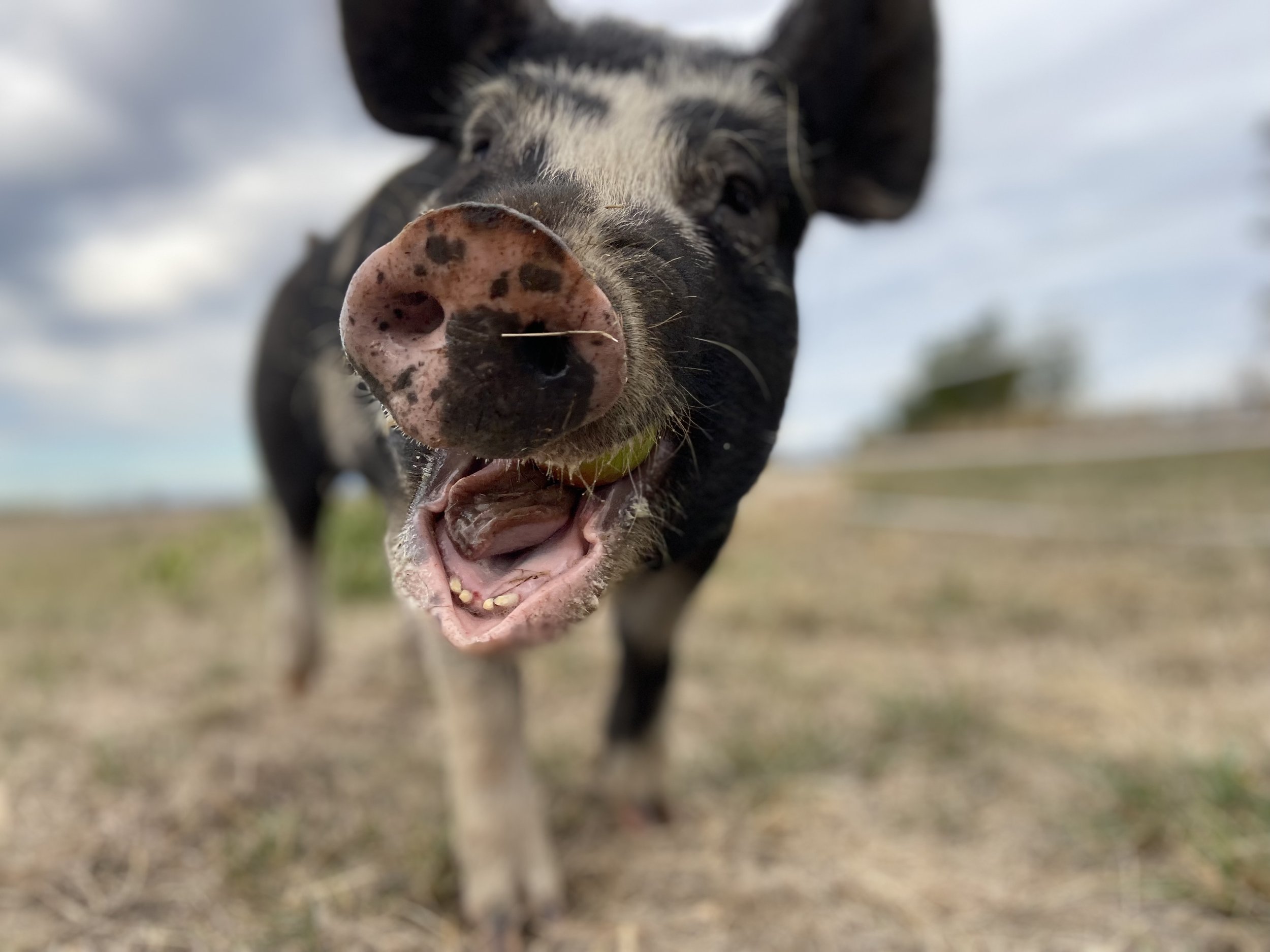 Close-up of a black and white pig with a joyful expression, standing in a grassy field under a cloudy sky, showcasing its snout and open mouth.