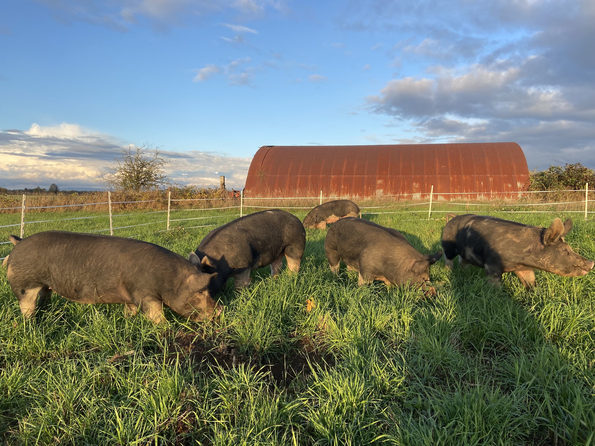 Five pigs grazing in a green pasture with a rustic red barn in the background under a blue sky with scattered clouds.