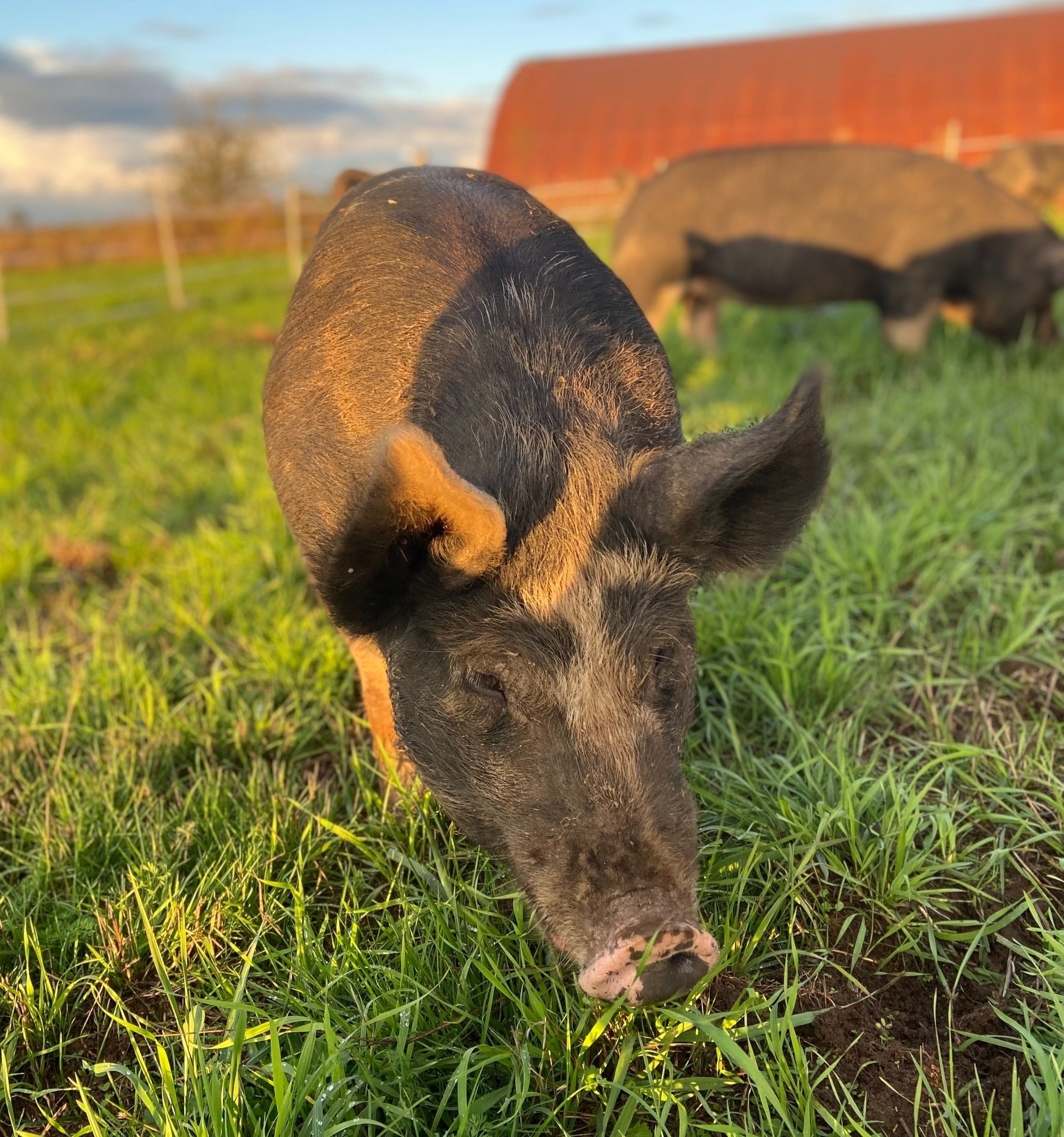 Shauna+Perez+-+Sasquatch+Family+Farms+-+IMG_5455 Close-up of a black and brown pig grazing in a green pasture, with a red barn in the background under a partly cloudy sky. Ideal for showcasing farm life and animal husbandry practices.