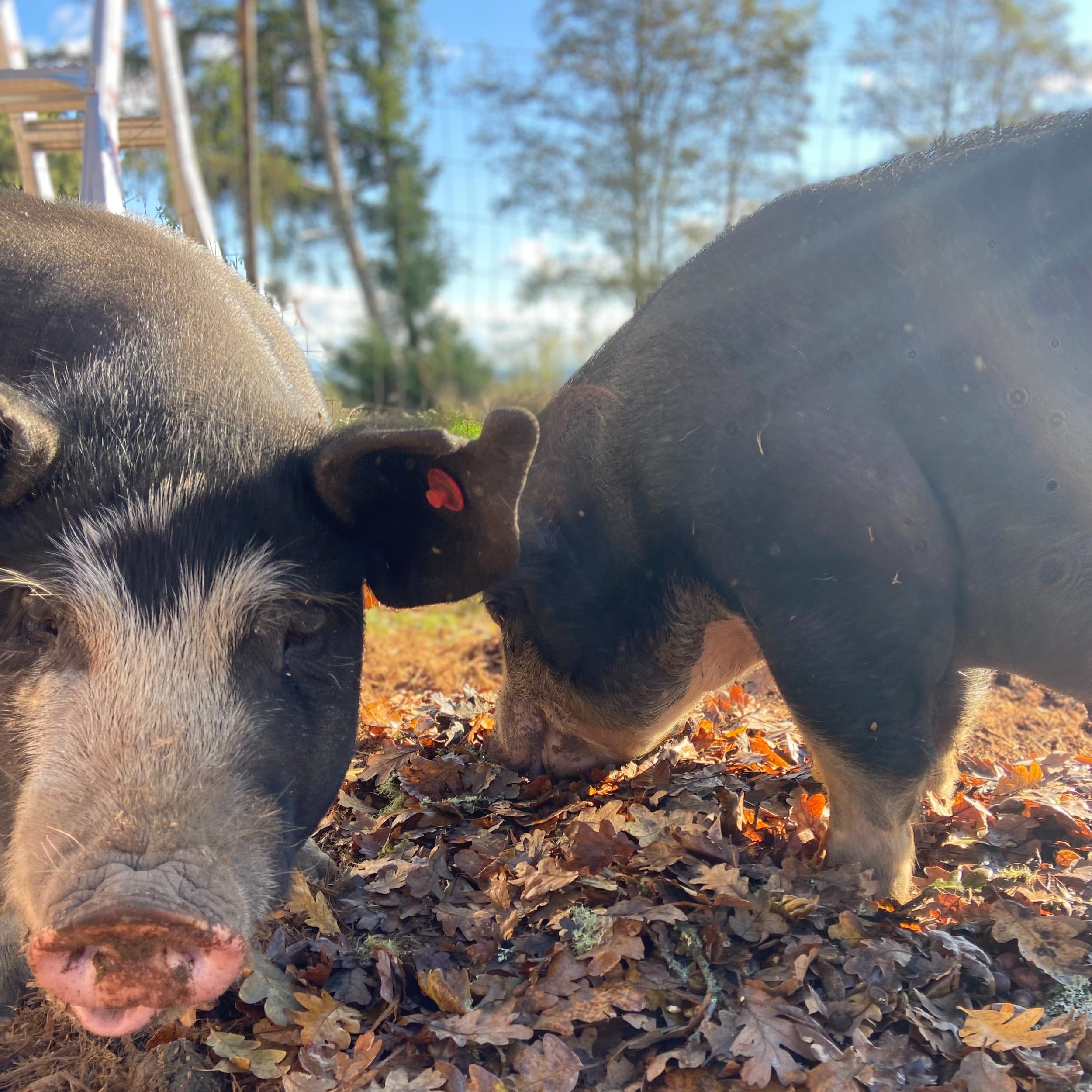Two pigs foraging in a sunny outdoor setting, surrounded by fallen leaves and trees in the background, showcasing their natural behavior in a farm environment.