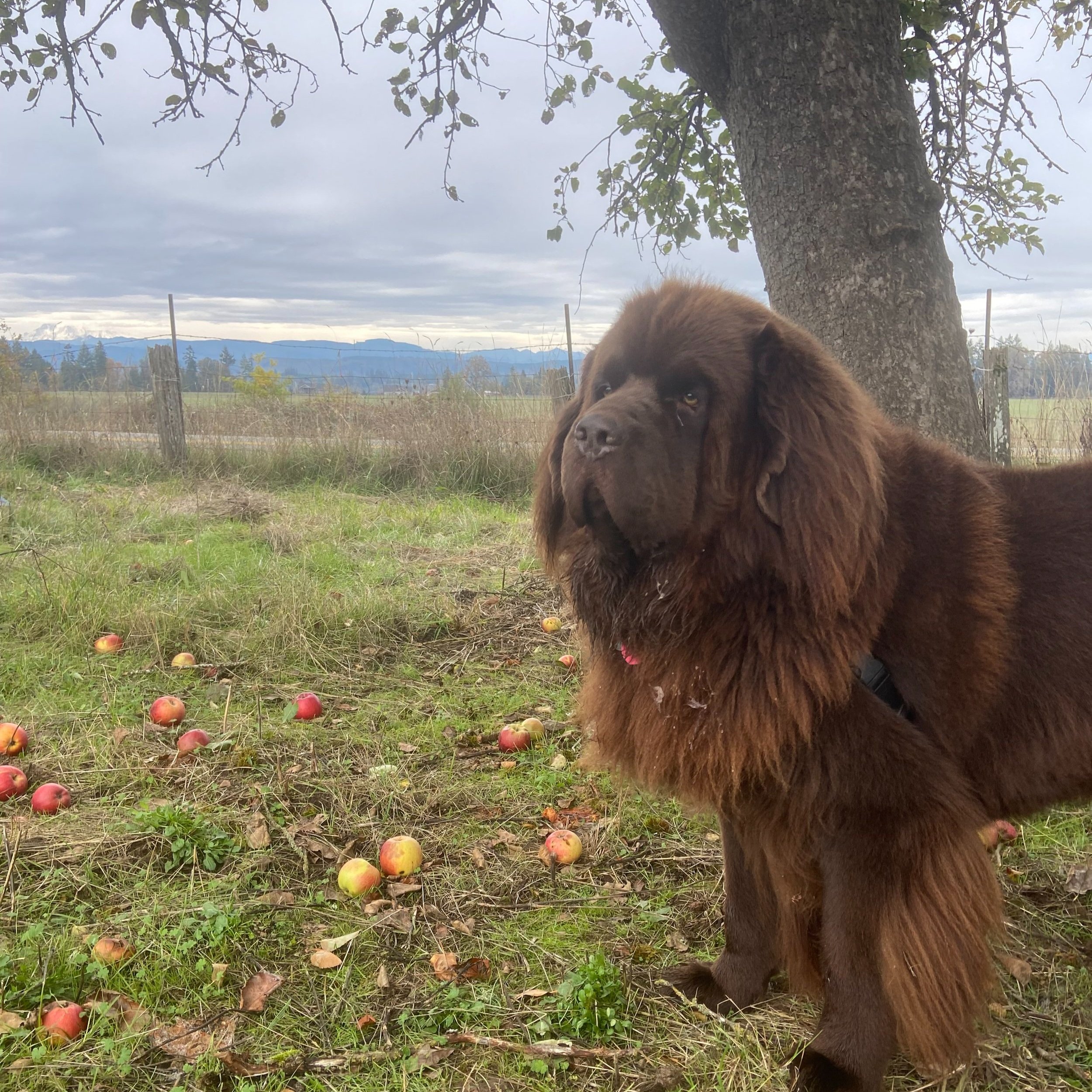 A fluffy brown Newfoundland dog standing in a grassy field scattered with fallen apples, under a cloudy sky with mountains in the background.