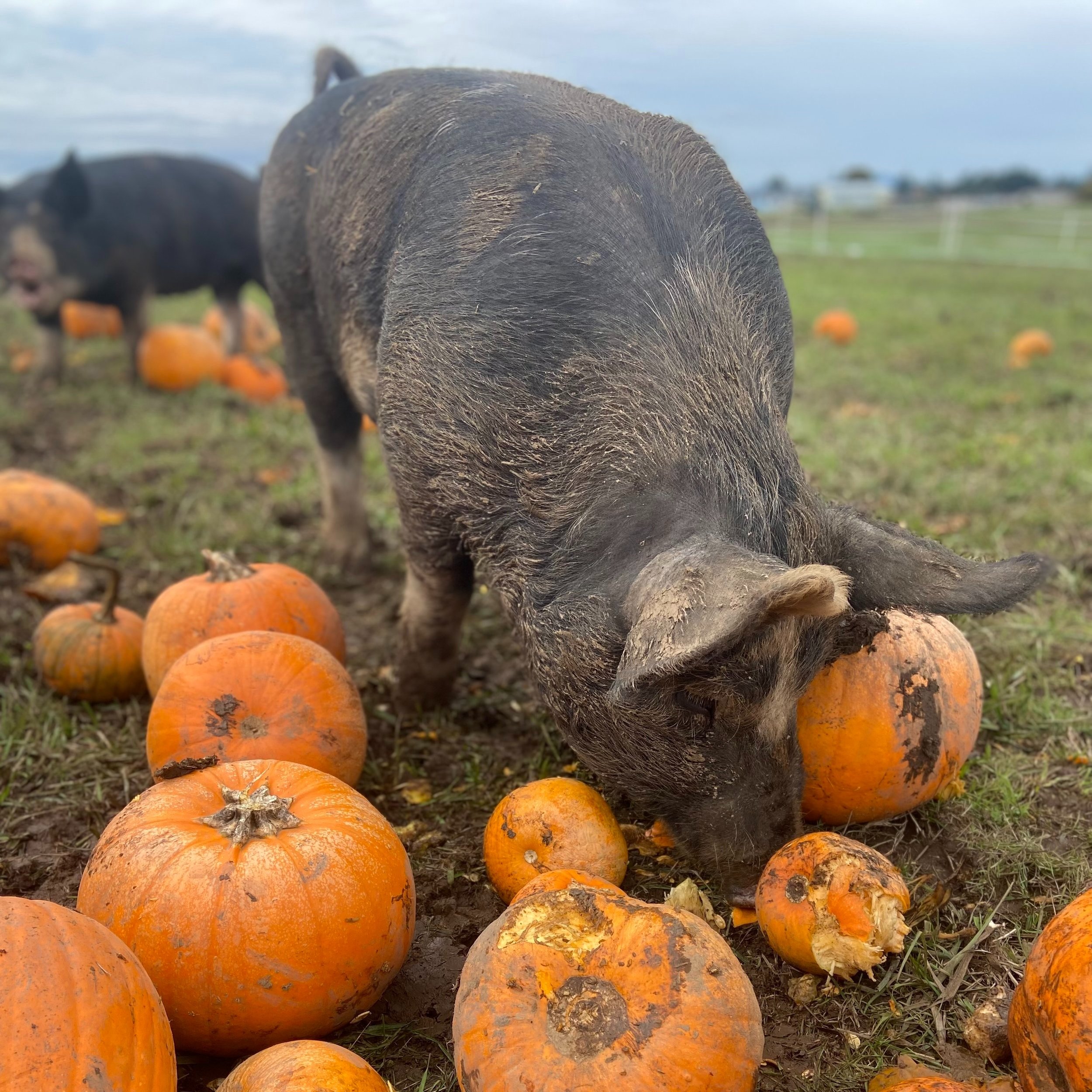 A pig foraging among pumpkins in a farm field, showcasing the interaction between livestock and agriculture in a rural setting.