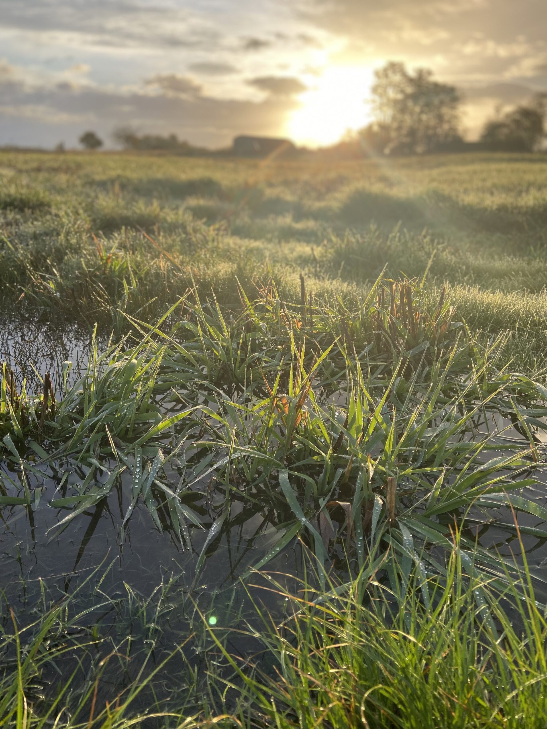 Sunrise over a lush, dewy field with vibrant green grass and water reflections, highlighting the tranquility of nature and the beauty of early morning light.